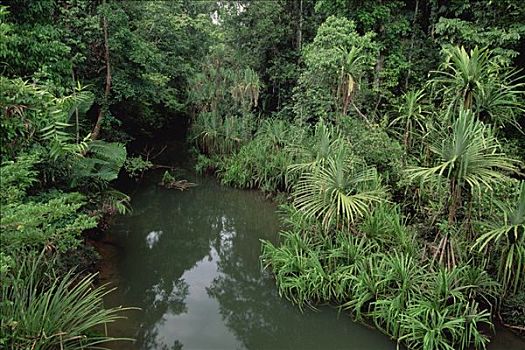 水,水道,密集,低地,热带雨林,巴布亚新几内亚