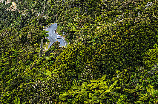 卡车,道路,密集,雨,树林,帕帕罗瓦国家公园,南岛,新西兰,大洋洲