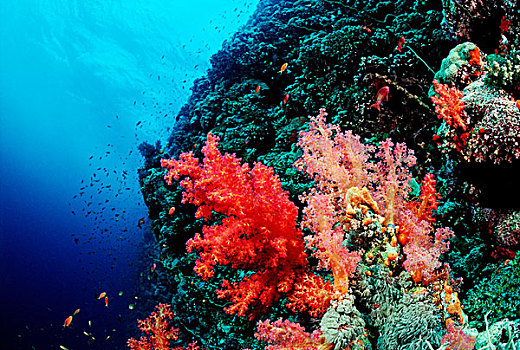 珊瑚礁,软珊瑚,红海,苏丹