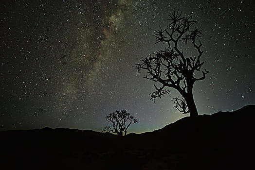 树,银河,里希特斯韦德国家公园,南非