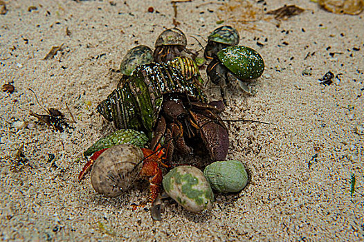 小,沙,蚂蚁,环礁,密克罗尼西亚