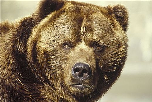 大灰熊,棕熊,男性,阿拉斯加