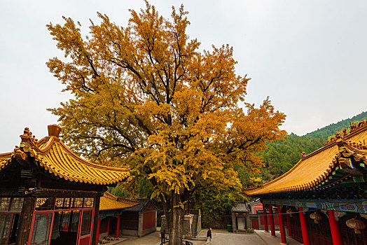 航拍济南淌豆寺的千年银杏