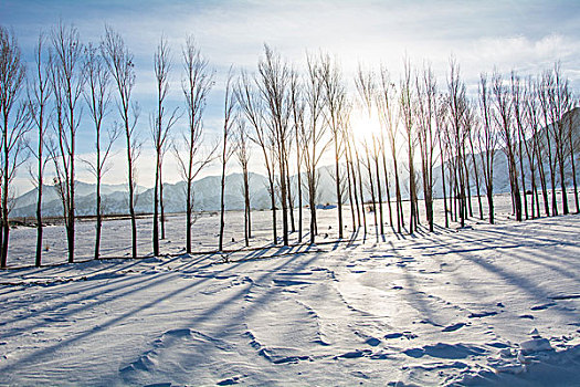 雪地树影