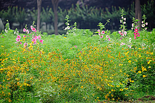 黄花丛