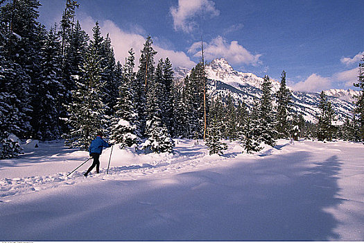 越野滑雪,国家森林,犹他,美国