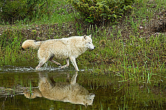 灰狼,狼,边缘,水塘,蒙大拿,美国