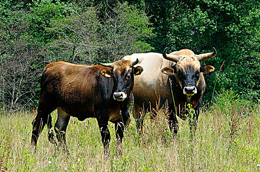 家牛,牛,公牛,母牛,德国