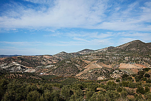橄榄树,靠近,奥维拉,安达卢西亚,西班牙