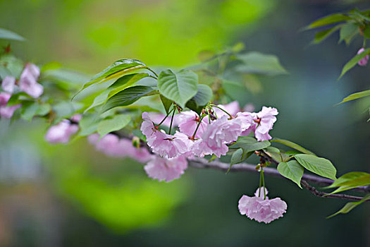 杭州樱花