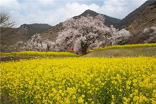 油菜花海桃花谷