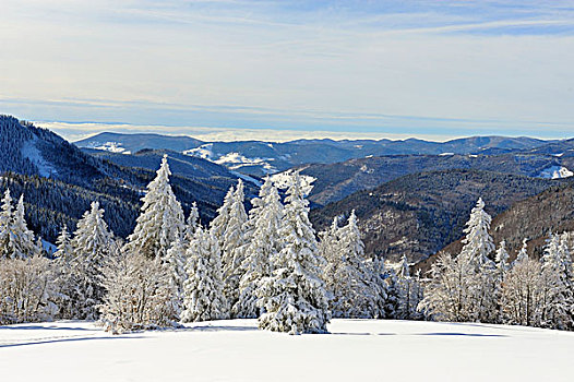 积雪,银,冷杉,山,菲尔德山,背影,南方,黑色,树林,地区,巴登符腾堡,德国,欧洲