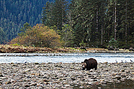 大灰熊,大熊雨林,不列颠哥伦比亚省,加拿大