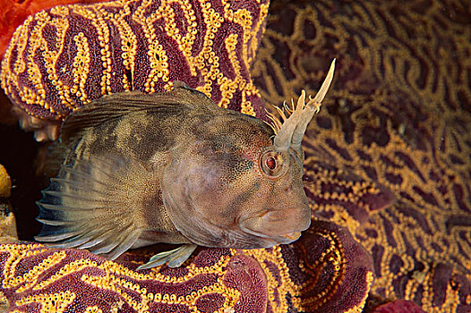 塔斯梅尼亚黏鱼,澳大利亚