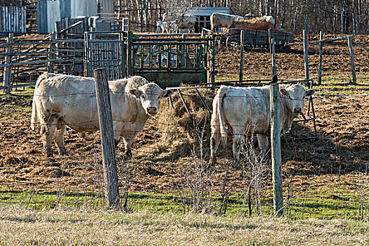 牛,农场,曼尼托巴,加拿大