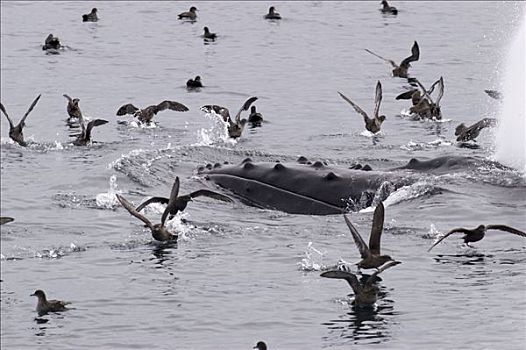 驼背鲸,大翅鲸属,鲸鱼,平面,围绕,海鸥,鱼,脆弱,东南阿拉斯加