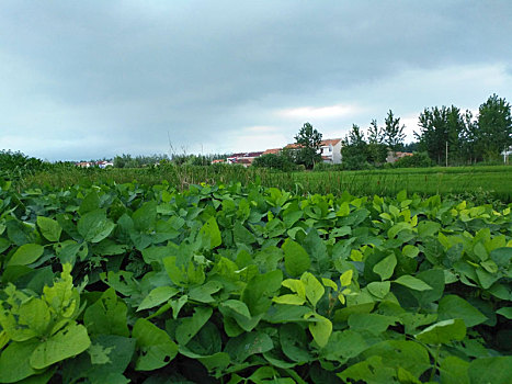 田园乡村,梦里老家,夏日乡村