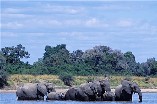 赞比亚,南卢安瓜国家公园,牧群,大象,靠近,露营