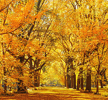 木头,秋叶,中央公园,市中心,纽约