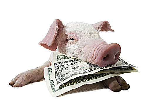 猪,美国,货币,嘴