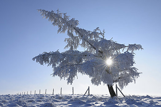 积雪,针叶树,山峦,黑森州,德国