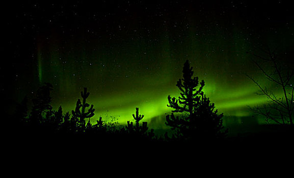 剪影,松树,绿色,北极光,极光,靠近,育空地区,加拿大