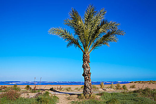 丹尼亚,海滩,码头,棕榈树,地中海,阿利坎特,西班牙