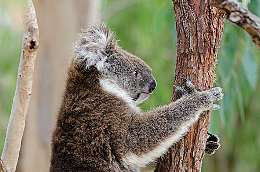 澳大利亚,佩思,国家公园,树袋熊,树,有袋动物,本土动植物