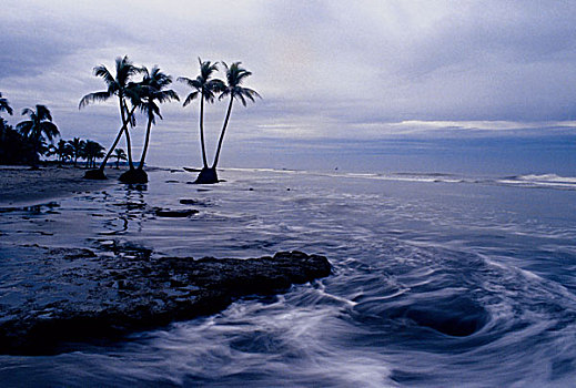 椰子,站立,旁侧,海滩,孟加拉