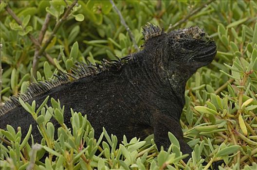 海鬣蜥,脆弱,圣克鲁斯岛,加拉帕戈斯群岛