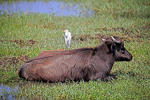 水牛,幼小,幼兽,休息,牛背鹭,躺着,国家公园,斯里兰卡,亚洲