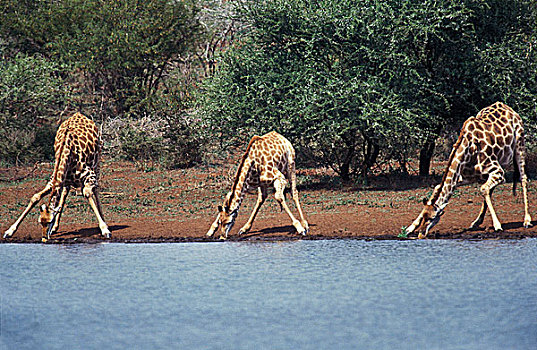 长颈鹿,群,喝,河,肯尼亚