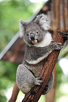 澳大利亚国宝树袋熊考拉