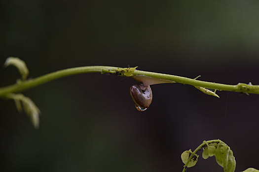 美丽的蜗牛