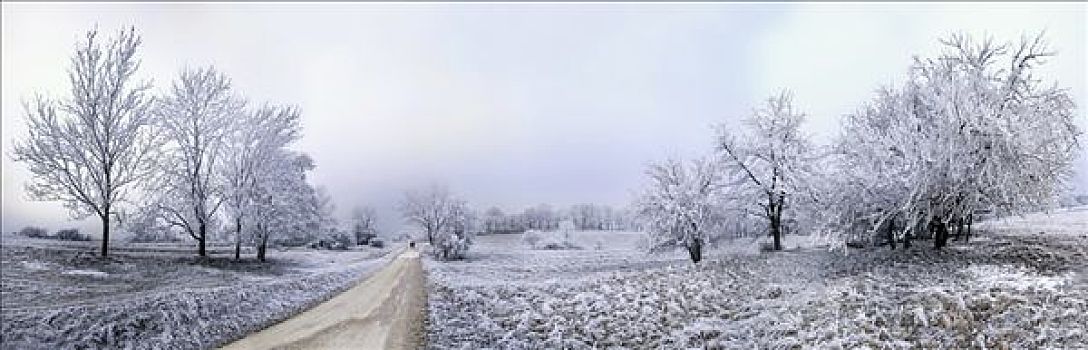 小路,霜冻,树,艾希斯泰特,巴伐利亚,德国,欧洲
