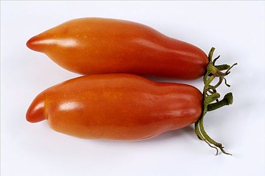 两个,犁形番茄,品种