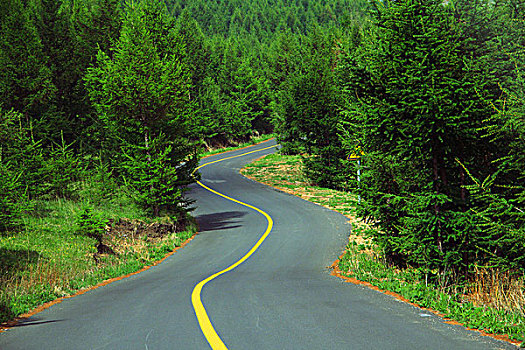 草原山柏油路松树林