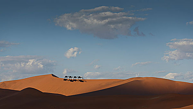 骆驼,驼队,沙漠,地平线,迪拜,阿联酋