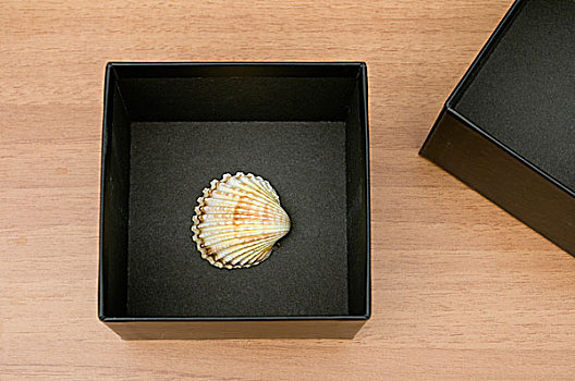 海螺壳,黑色,盒子