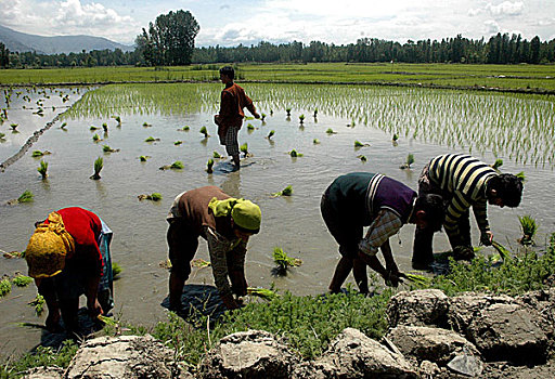 男人,女人,农作物,树苗,稻田,南,地区,克什米尔,印度,五月,2008年