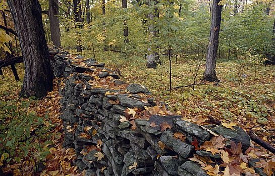栅栏,石头,树林,波科诺山,宾夕法尼亚,美国