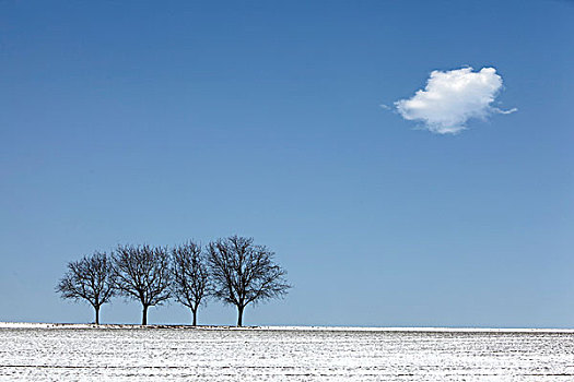 四个,胡桃,树,雪,南方,莱茵兰普法尔茨州,德国,欧洲