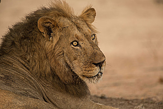 头像,狮子,躺下,看,上方,津巴布韦,非洲
