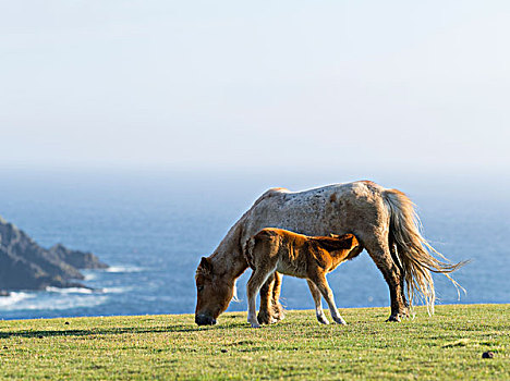 设得兰矮种马,草场,靠近,高,悬崖,设得兰群岛,苏格兰,大幅,尺寸