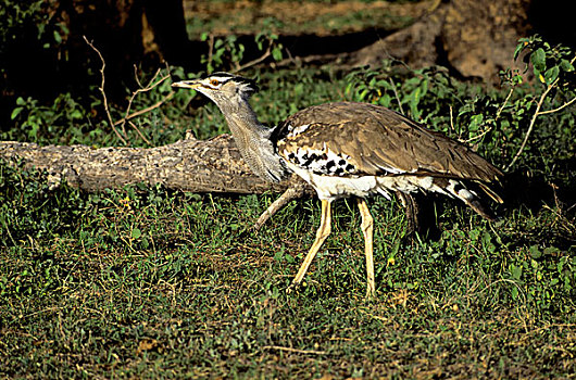 肯尼亚,安伯塞利国家公园,灰颈鹭鸨