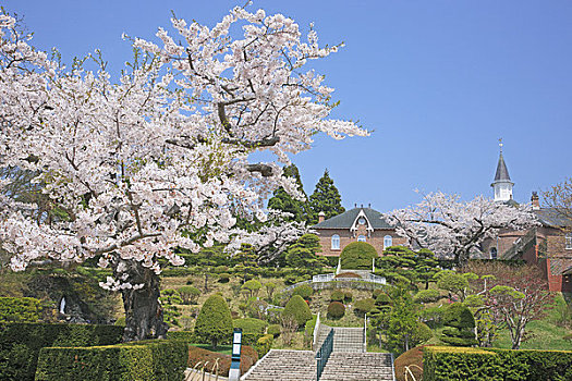 樱花,回廊