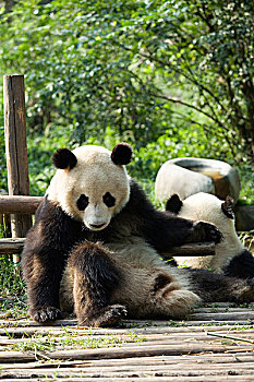 大熊猫,成都,熊猫,饲养,研究中心,中国