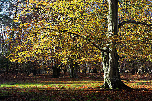 秋天,新森林地区,汉普郡,英格兰