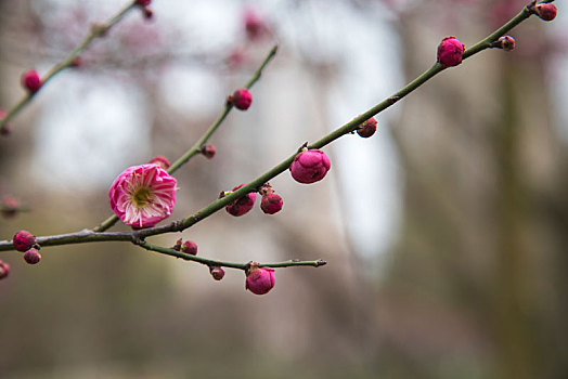 春天公园梅花盛开