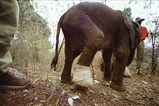 非洲象,孤儿,四个,老,损坏,腿,蛇,咬,东察沃国家公园,肯尼亚